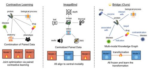 iclr 2024 uiuc等提出biobridge 用知識(shí)圖譜構(gòu)建多模態(tài)生物醫(yī)學(xué)基礎(chǔ)模型